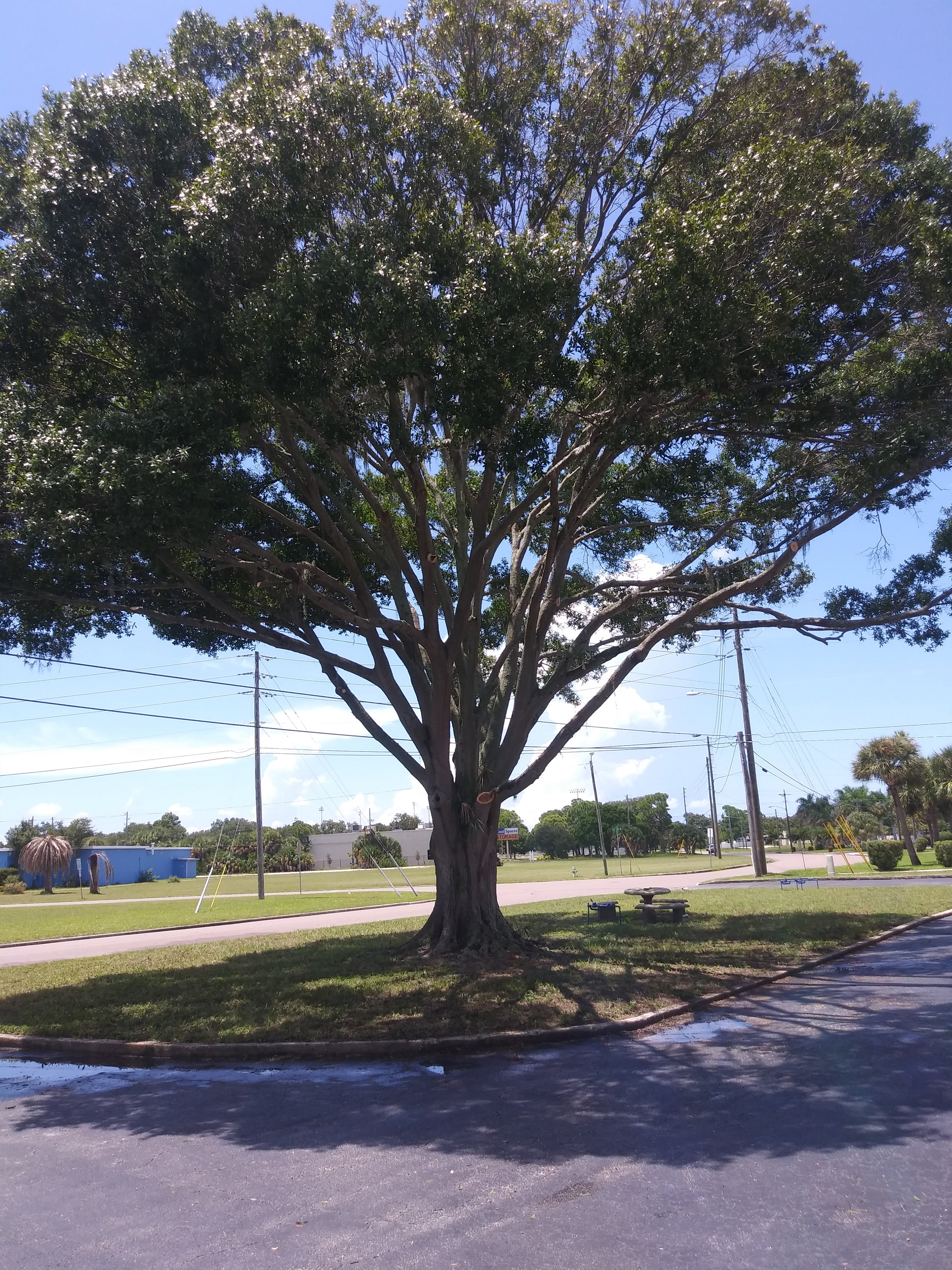 A Large Tree Stands in the Center of a Road