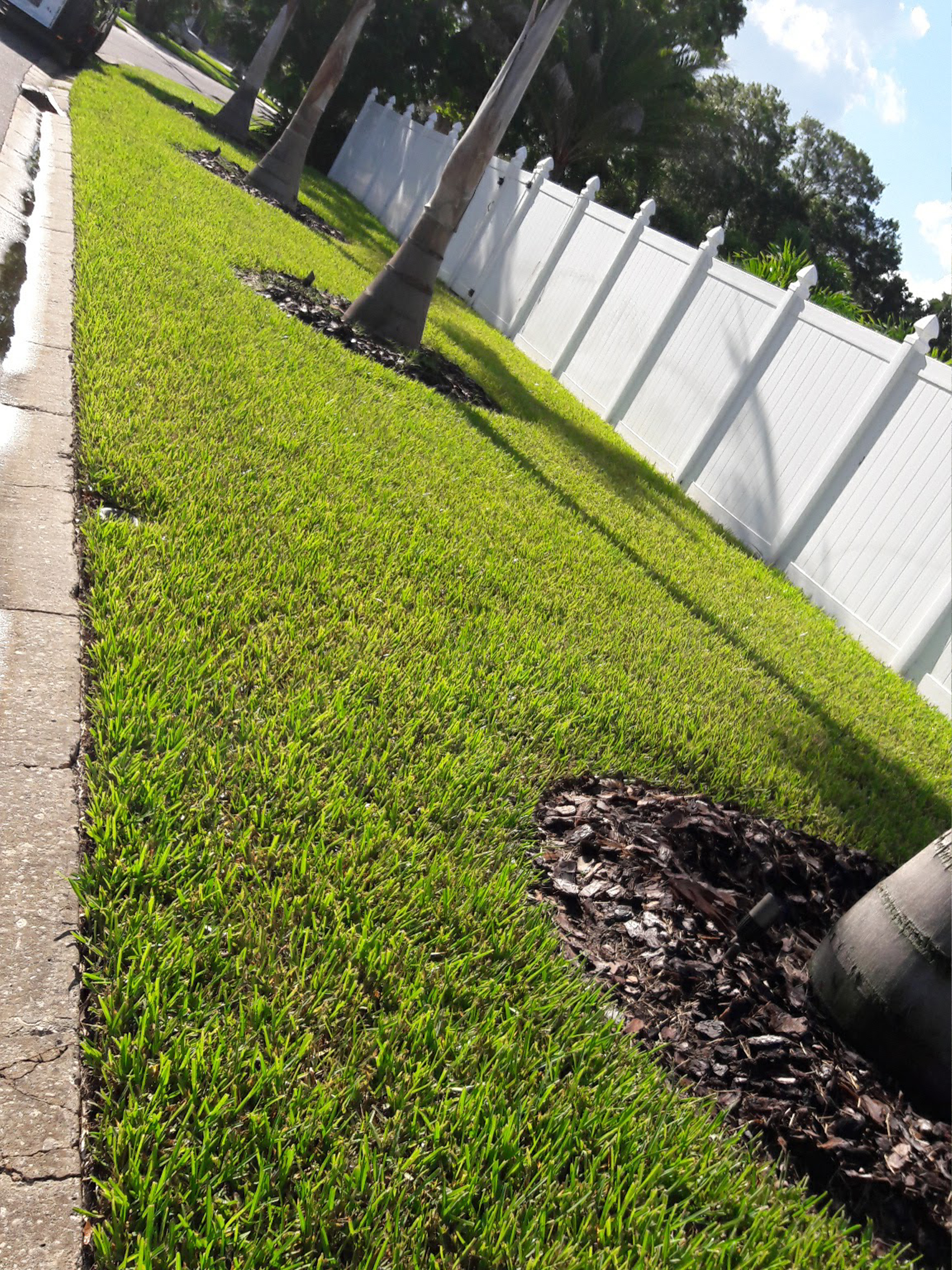 A Sunny Grassy Area With Palm Trees Lining a Sidewalk