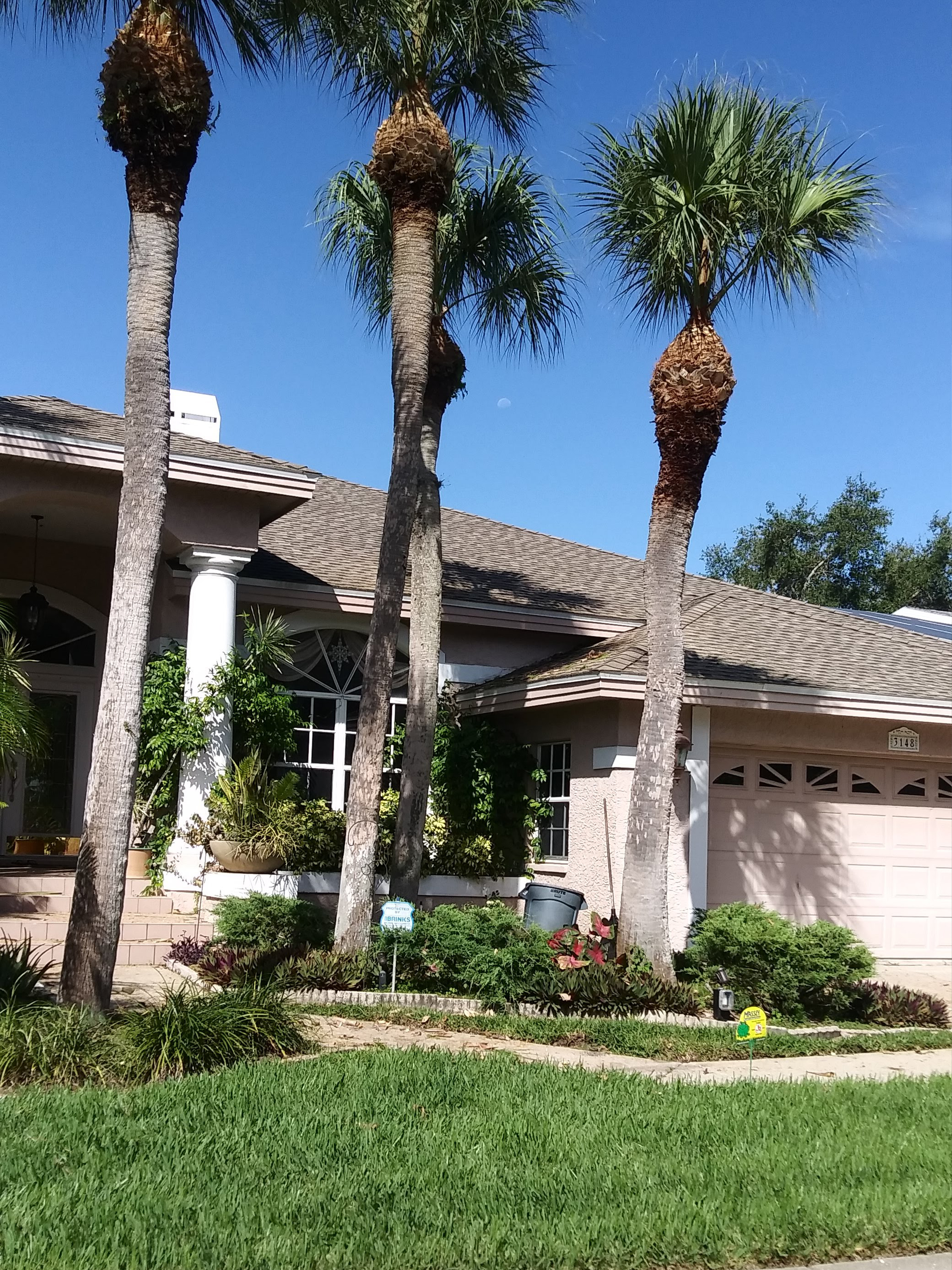 A House Surrounded by Palm Trees, Green Grass, and Bushes