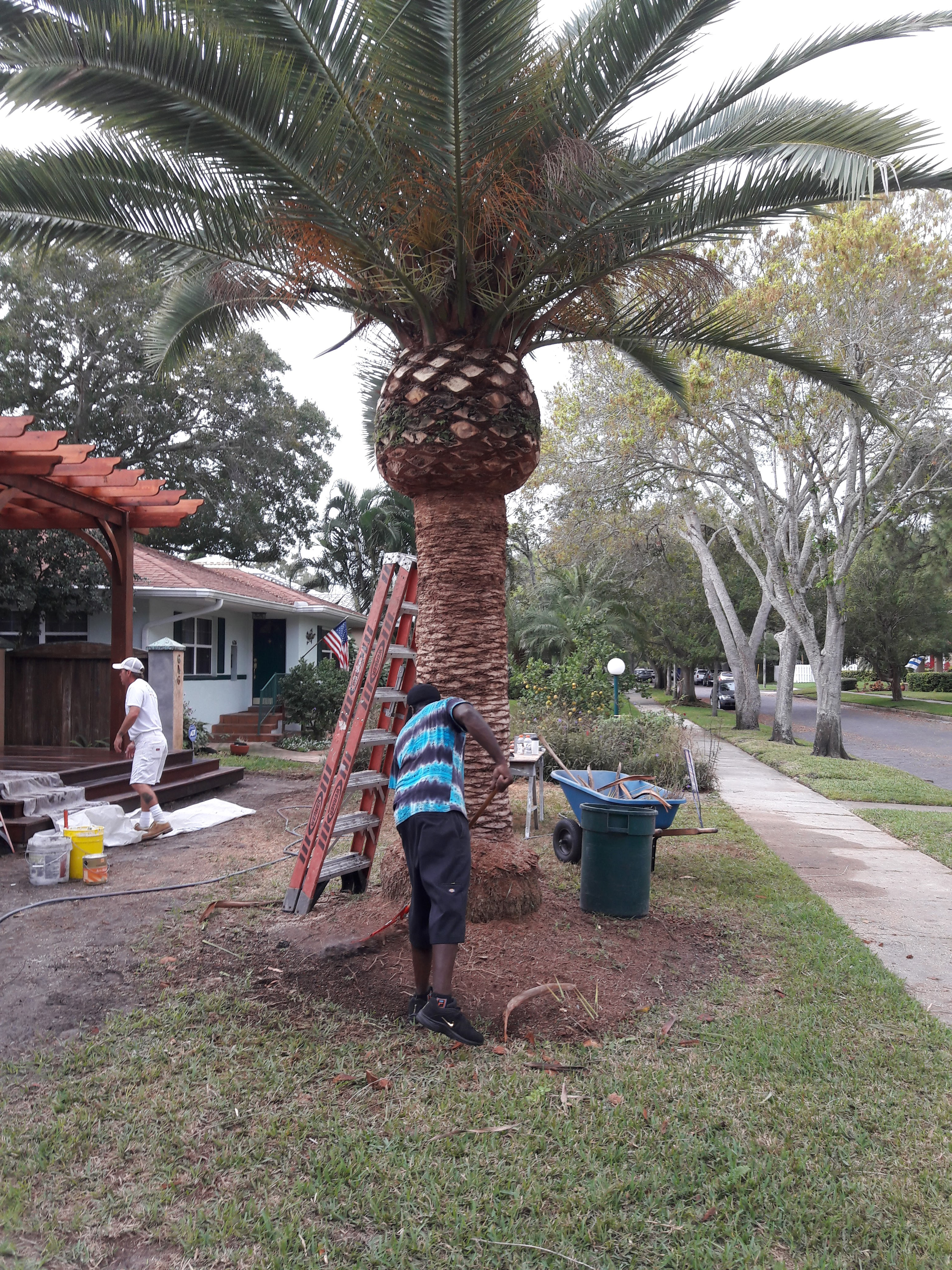 A Man Carefully Trims the Leaves of a Tall Palm Tree Under a Clear Blue Sky.